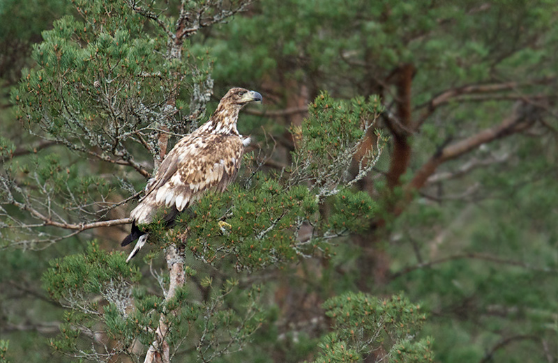 Havørn - White-tailed Eagle (Haliaeetus albicilla).jpg